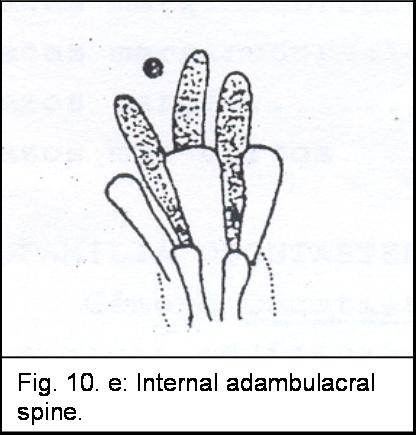 Astropecten